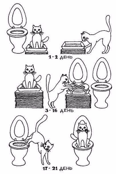  как приучить кота к унитазу