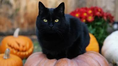 Черный кот 🔴 Благополучие очага 6 примет связанных с кошками