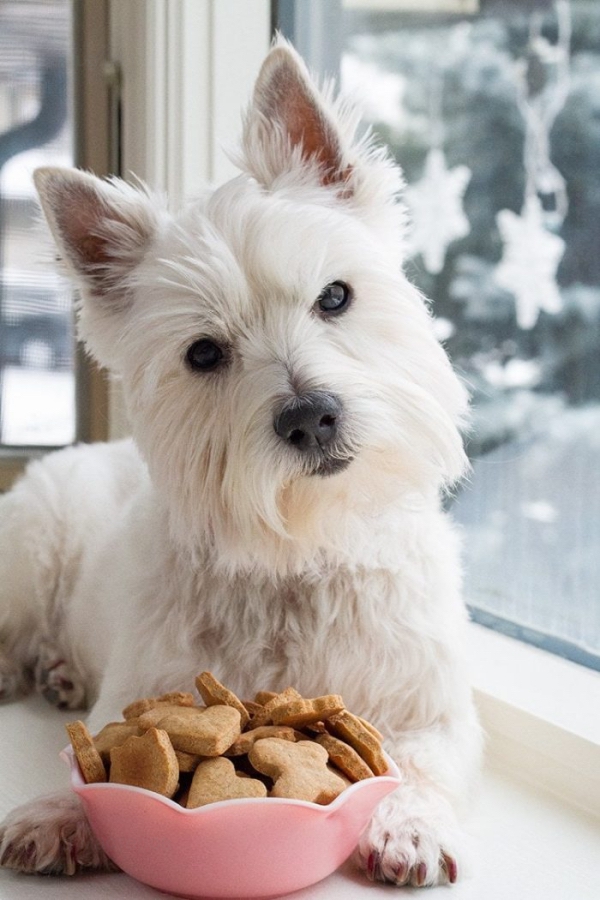 Вкусное и полезное печенье для собак которое можно испечь самому Как сделать печенюшки для собаки своими руками