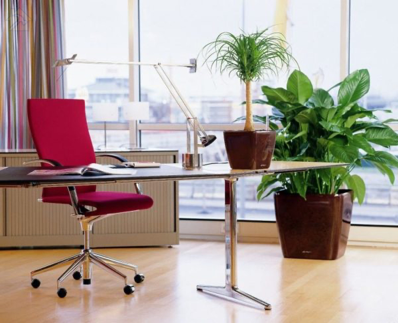 Растение в дальнем левом углу домашнего офиса питает энергией процветания и богатства 🔴 Рабочий стол в соответствии с фэншуй