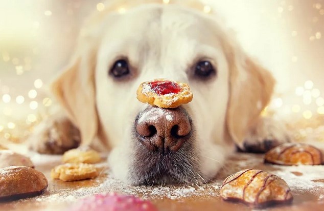 10 полезных рецептов печенюшек для собаки Печенюшки с морковью 10 полезных рецептов печенюшек для собаки