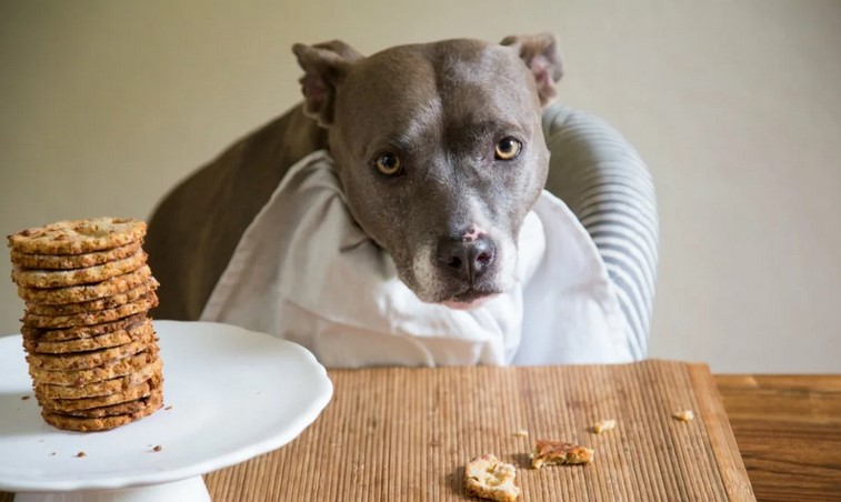 10 полезных рецептов печенюшек для собаки 7 полезных рецептов печенюшек для собаки