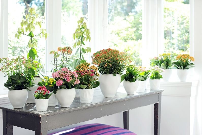 Kalanhoe` Растения как элемент декора лучшие растения для дома и уход за ними