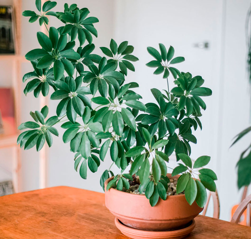 Sheflera Растения как элемент декора лучшие растения для дома и уход за ними