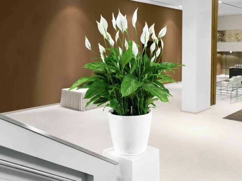 Spatifillum Растения как элемент декора лучшие растения для дома и уход за ними